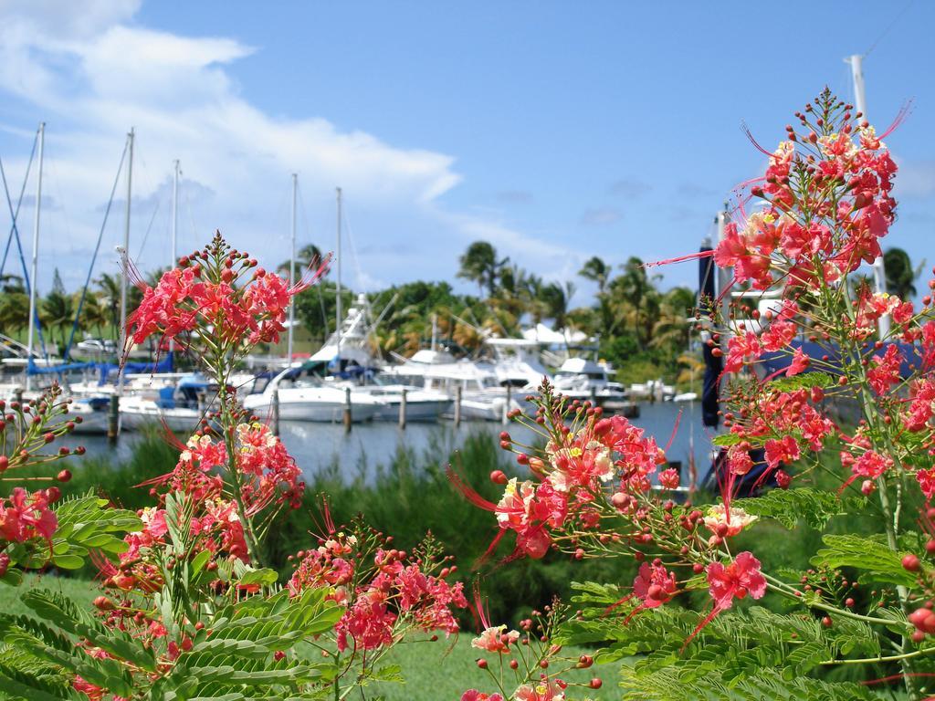 Tamarind Reef Resort Spa & Marina Christiansted Exterior photo